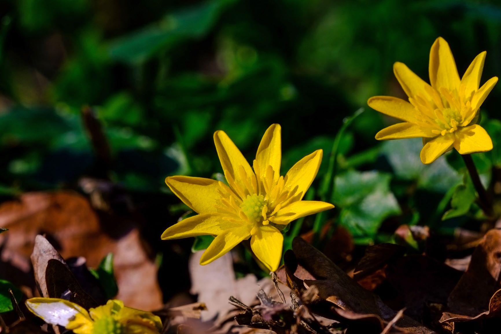 Close up of two yellow, star-shaped lesser celandine flowers amongst green foliage and brown leaves on the Forest floor