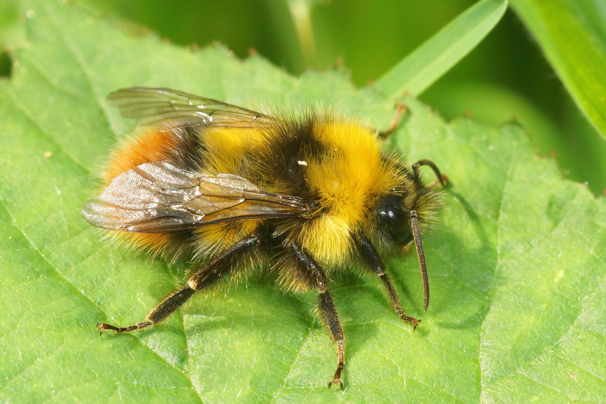 Close up of an early bumblebee on a bright green leaf. It has lemon yellow bands and black bands and an orange tail.