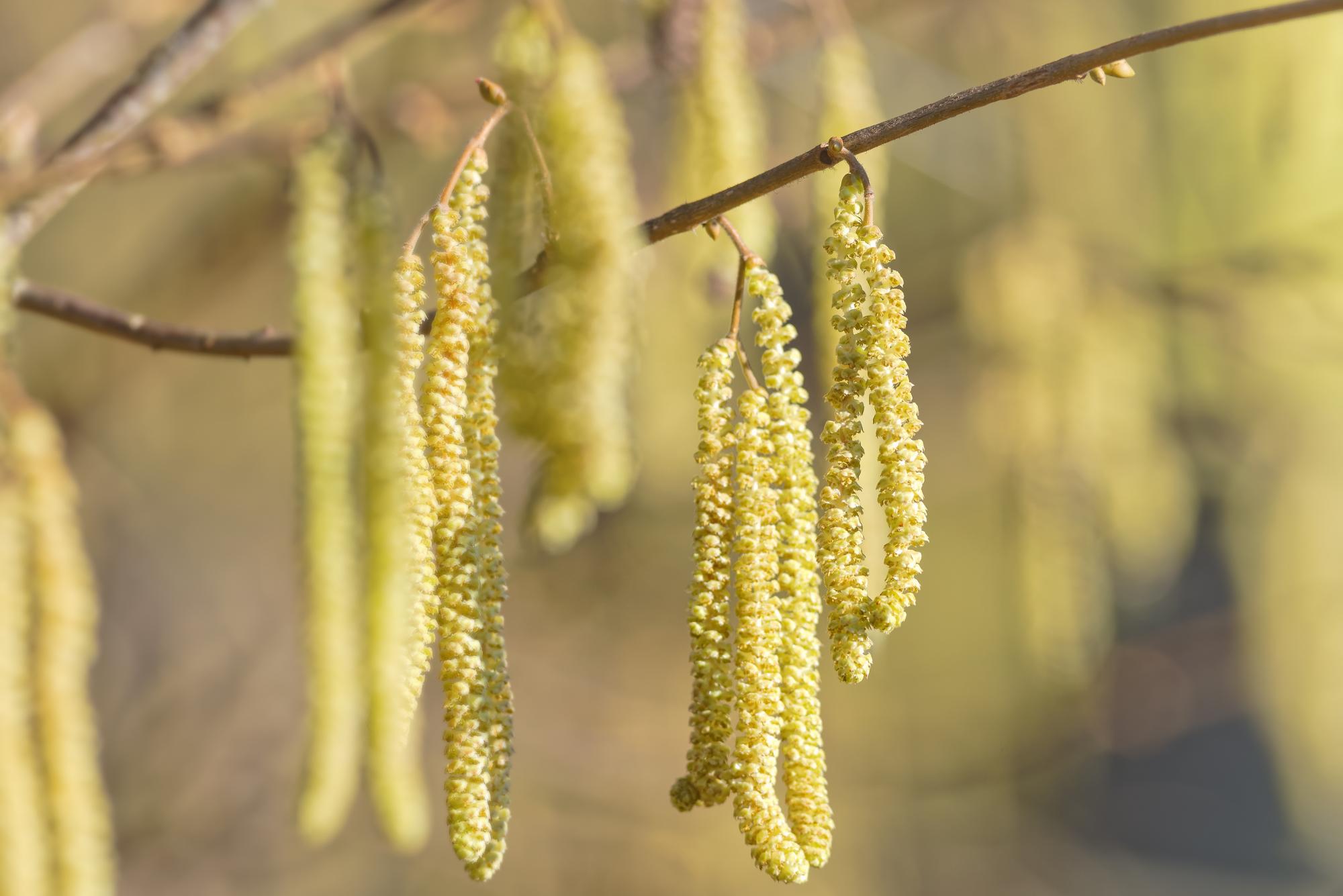 Cluster of golden hazel catkins hanging from branches
