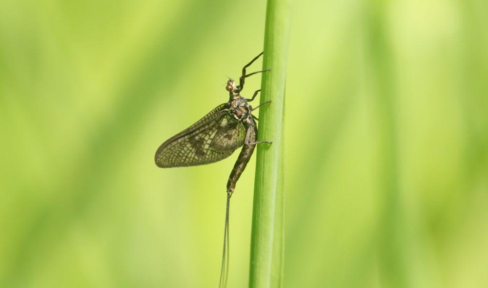 Close up of a newly emerged mayfly perched on a blade of grass