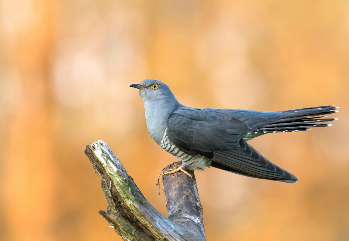 Close up of a cuckoo perched on the end of a branch