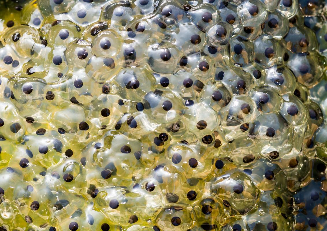 Close up of clump of frogspawn in a pond 