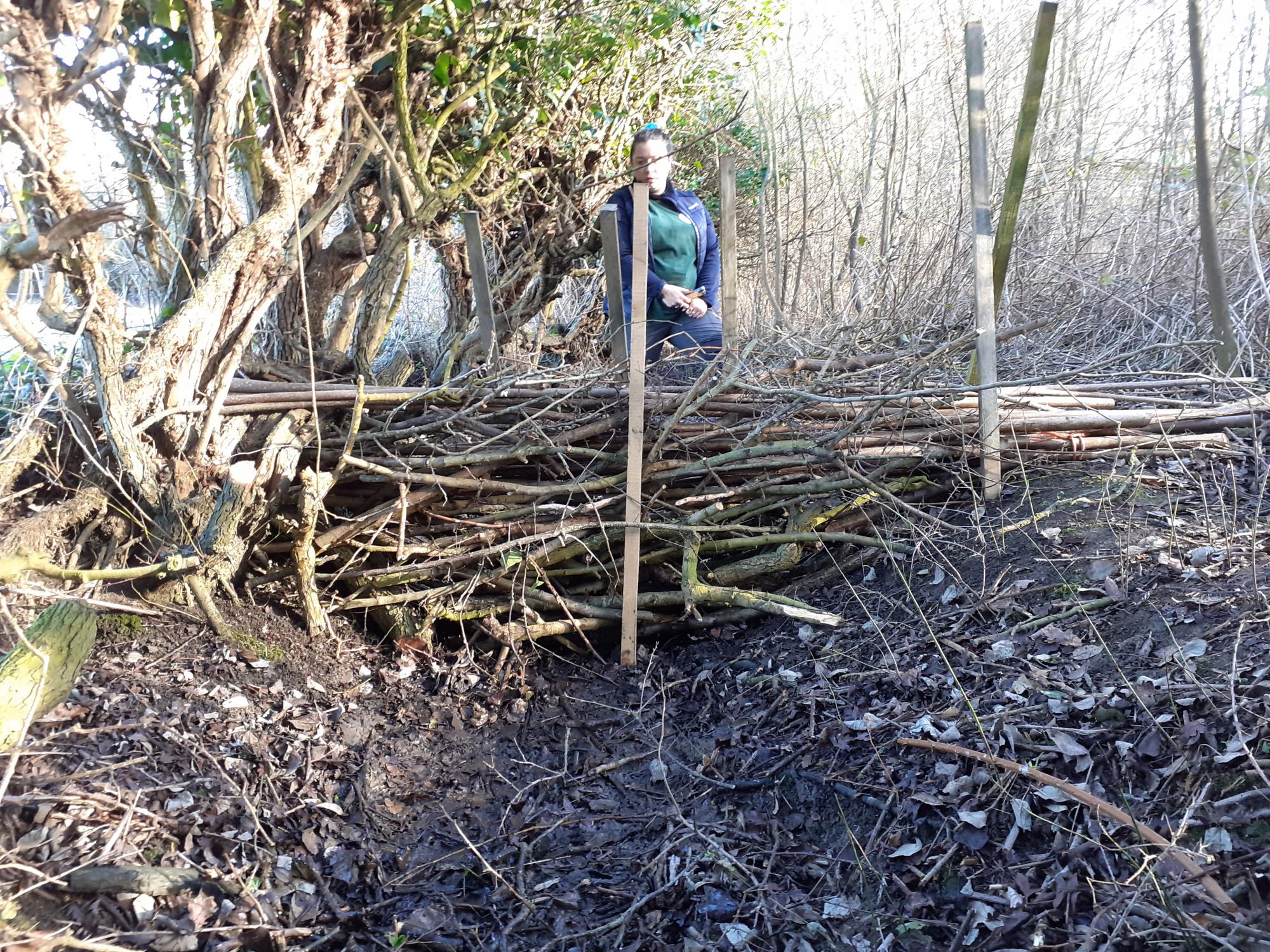 A leaky dam at Pitchell Wood with Biodiversity Officer (GRCF) Tasha behind