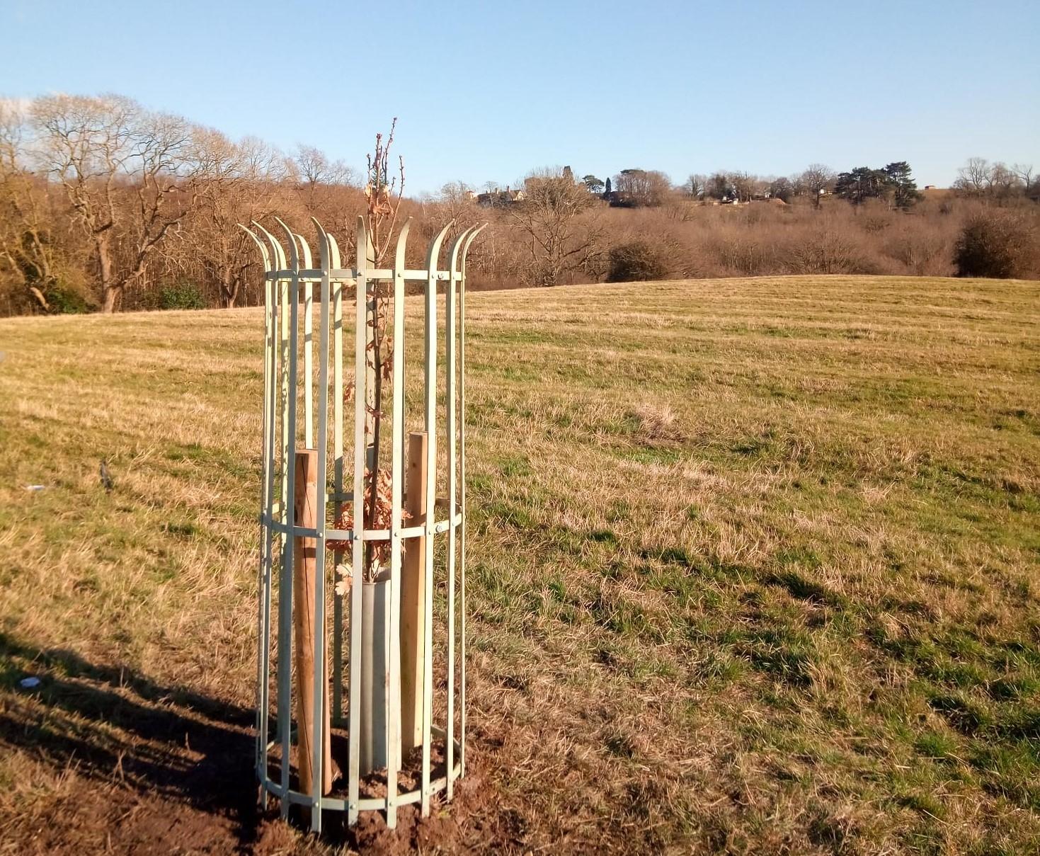 An English oak tree sapling with a protective guard around it, the 2 millionth tree to be planted in the Forest, on a sunny winter afternoon