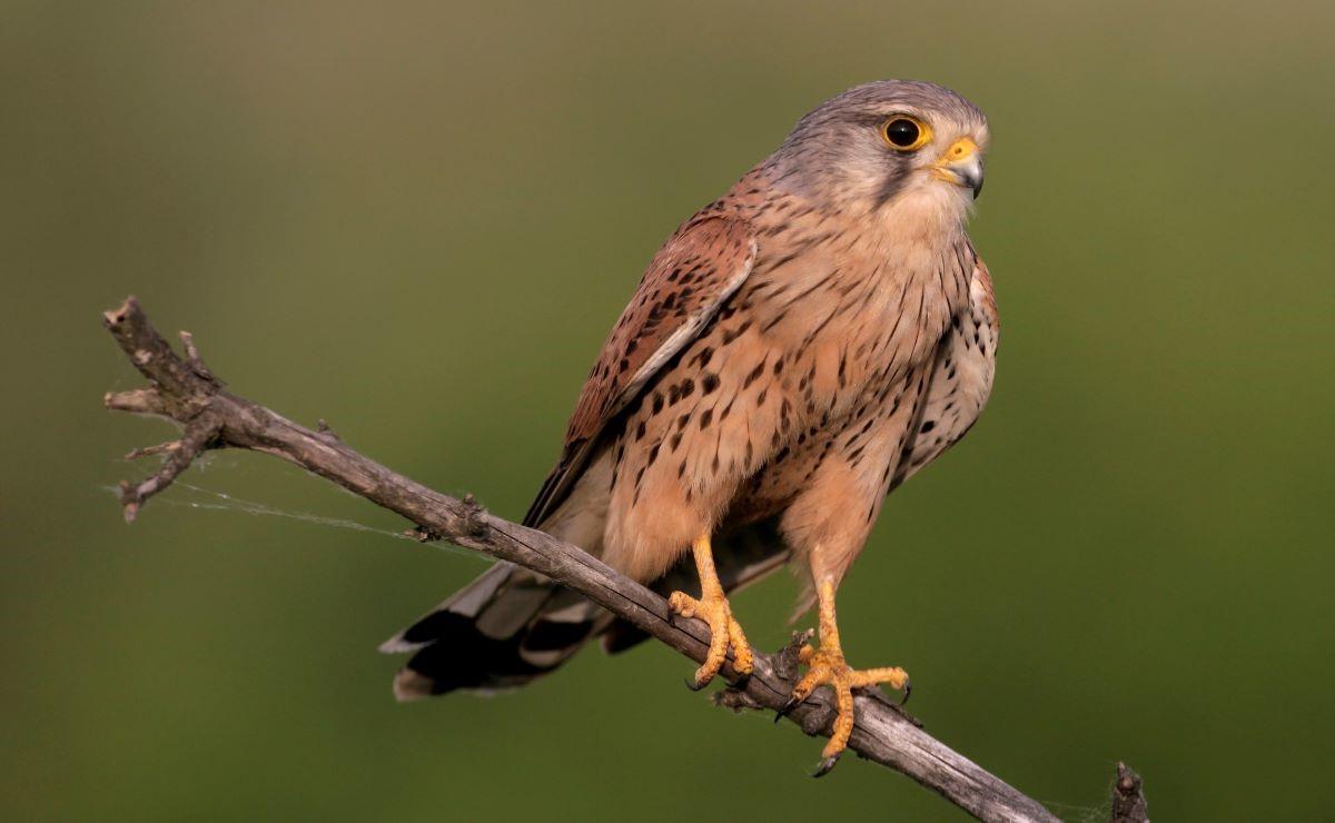 Close up of a kestrel standing on a thin tree branch