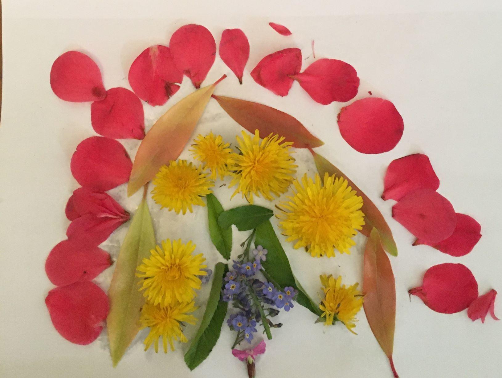 A rainbow made from brightly coloured flower petals on a white background