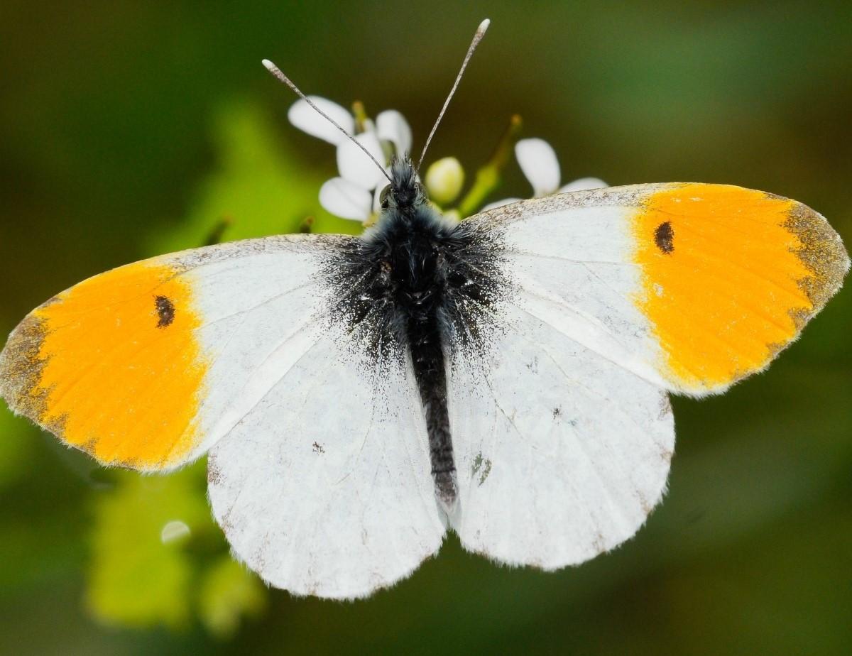 Close up photo of an orange tip butterfly with open wings resting on a flower