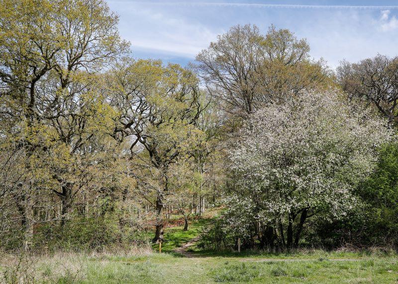 A footpath leading into mature trees, one front right is covered in white blossom, on a sunny spring day