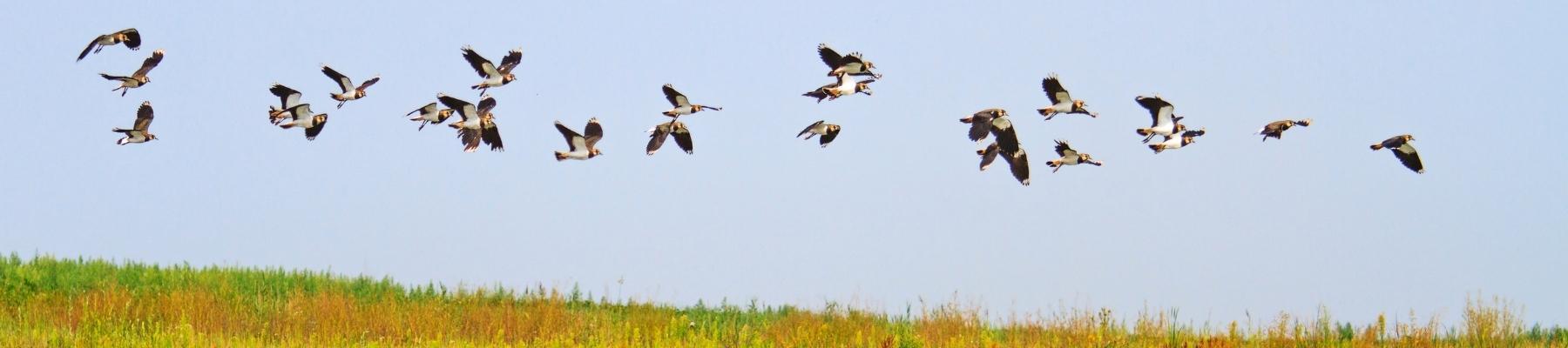 Flock of Lapwing birds flying over wetlands