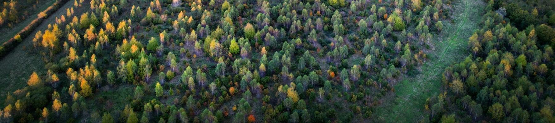 An aerial view of middle Spernal forest trees at sunset, taken with a drone.