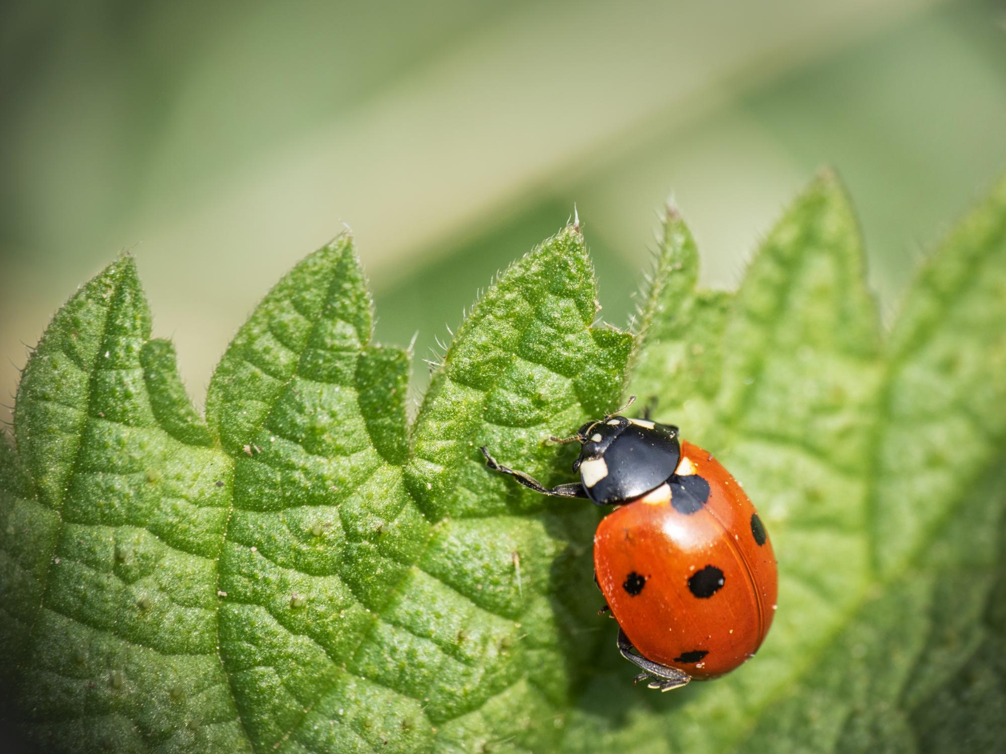 7-spot ladybird (Coccinella septempunctata)