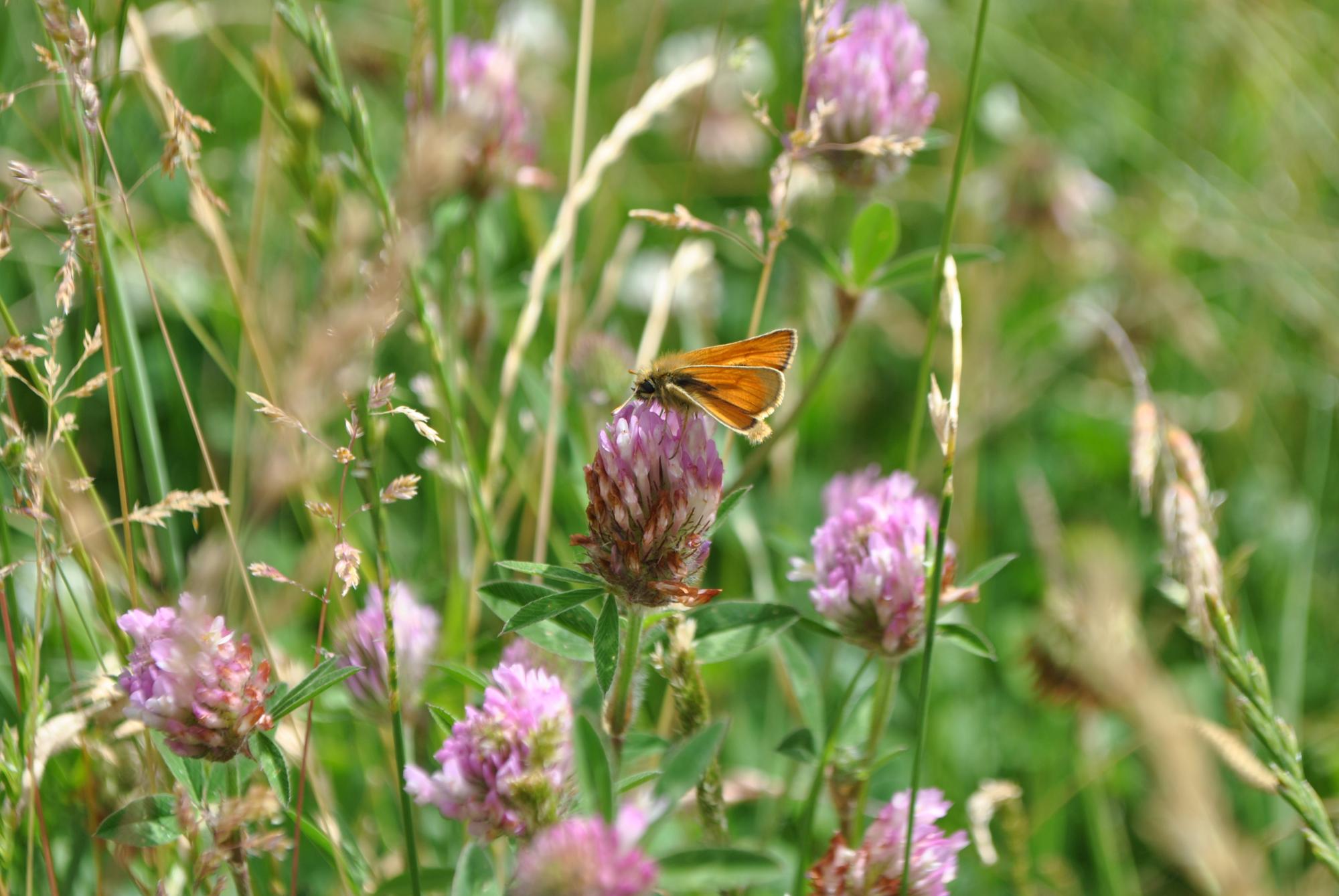 Small butterfly on wildflowers