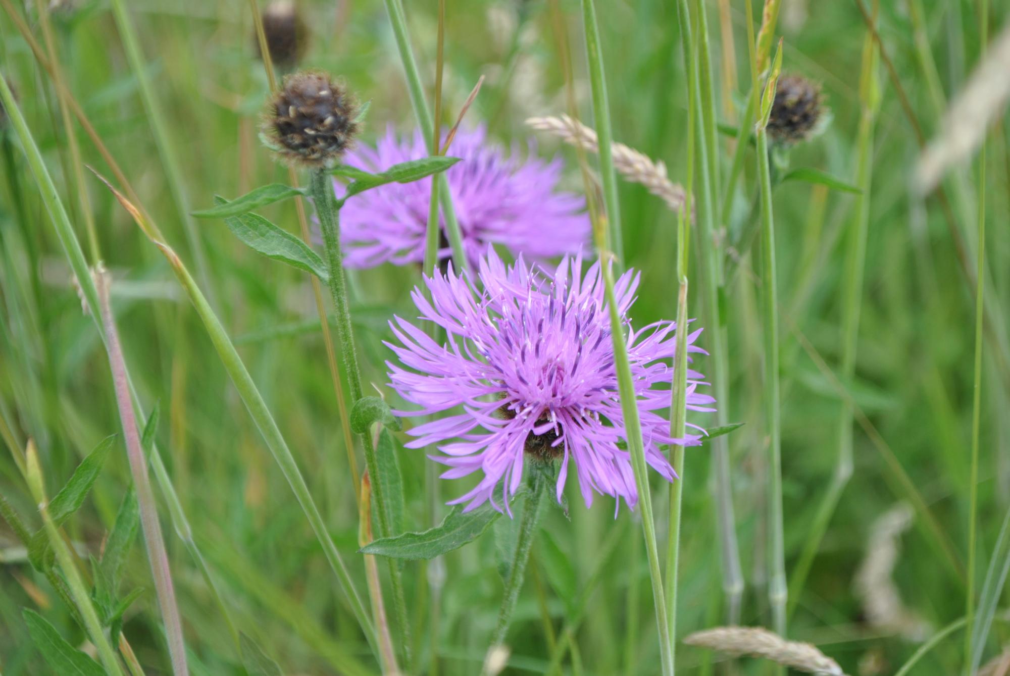 Purple wildflower