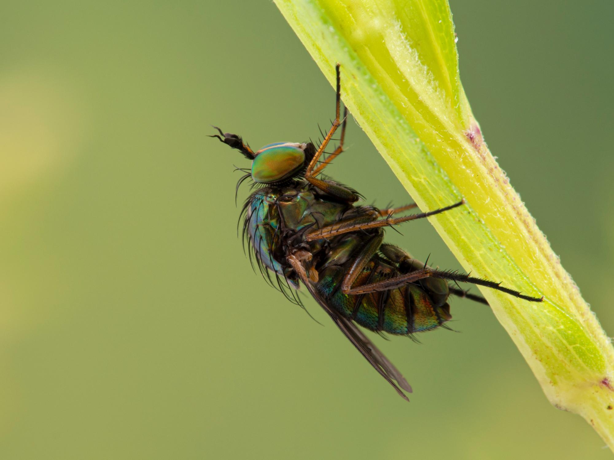 Long-legged marsh fly on a blade of grass