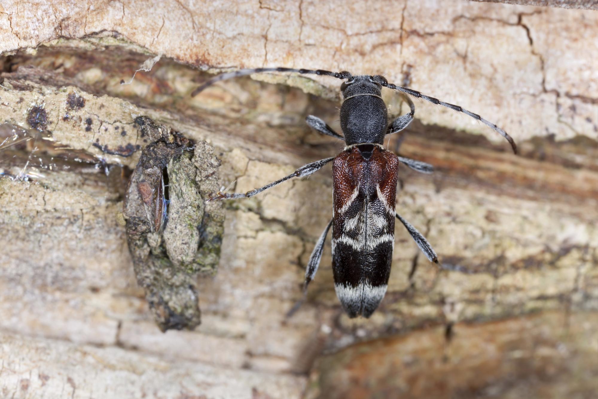 Rufous-shouldered longhorn beetle camouflaged against brown bark