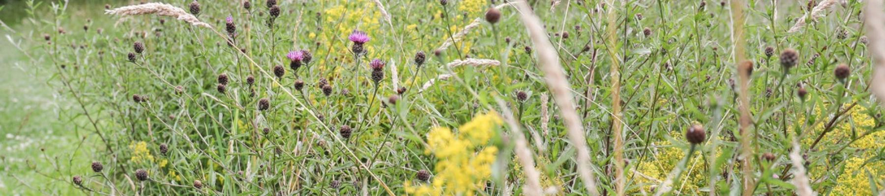 Grassland flora