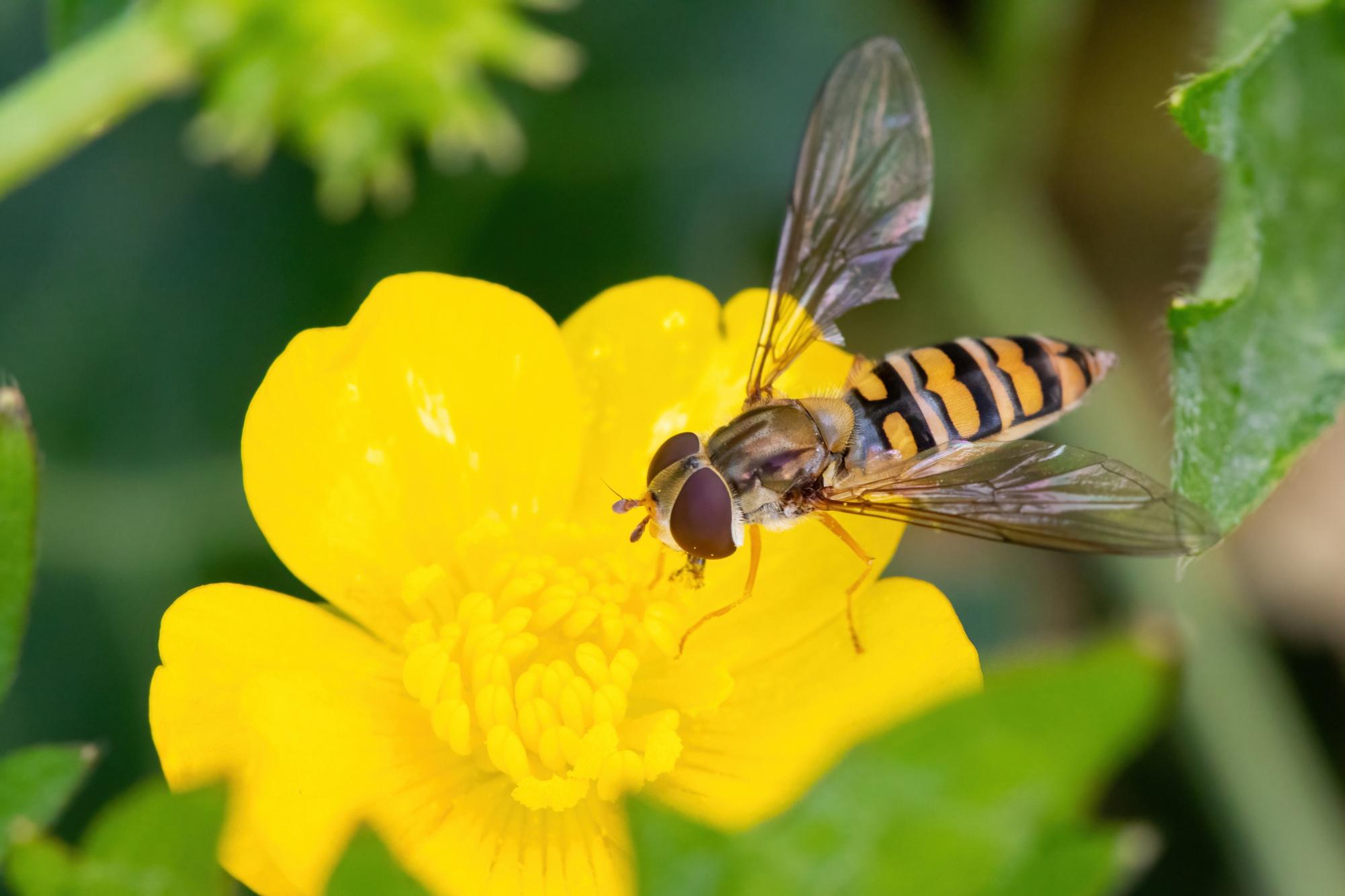 The common Marmalade Fly Episyrphus balteatu on a yellow flower.