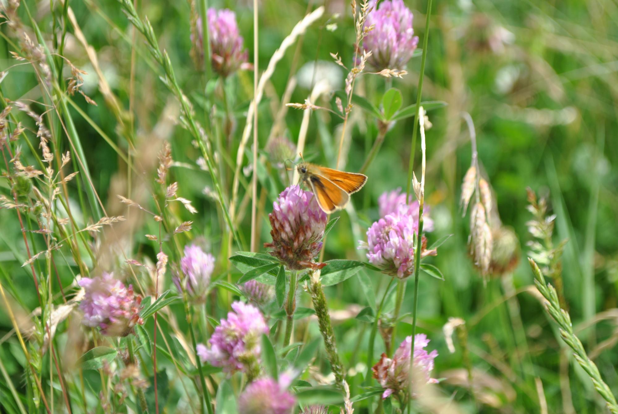 A Skipper butterfly in the grassy meadow with grass and clover