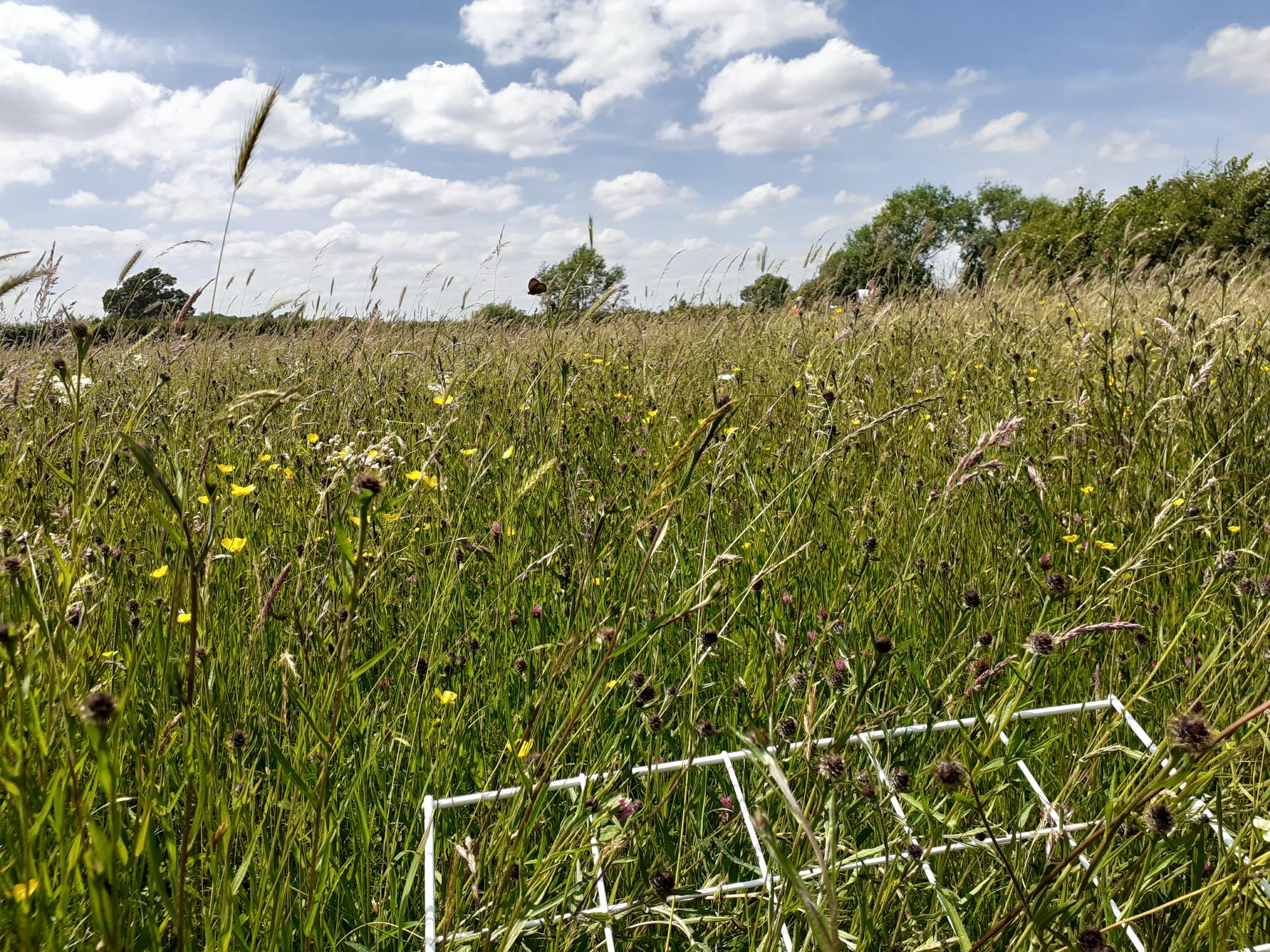 SSSI grassland diversity at Naunton Beauchamp with survey grid in the foreground 