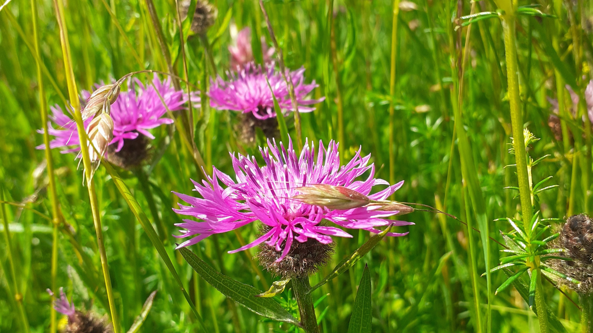 Black knapweed (Centaurea nigra)