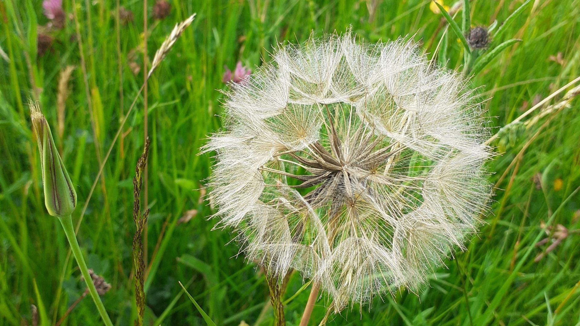 Goat's-beard seed head