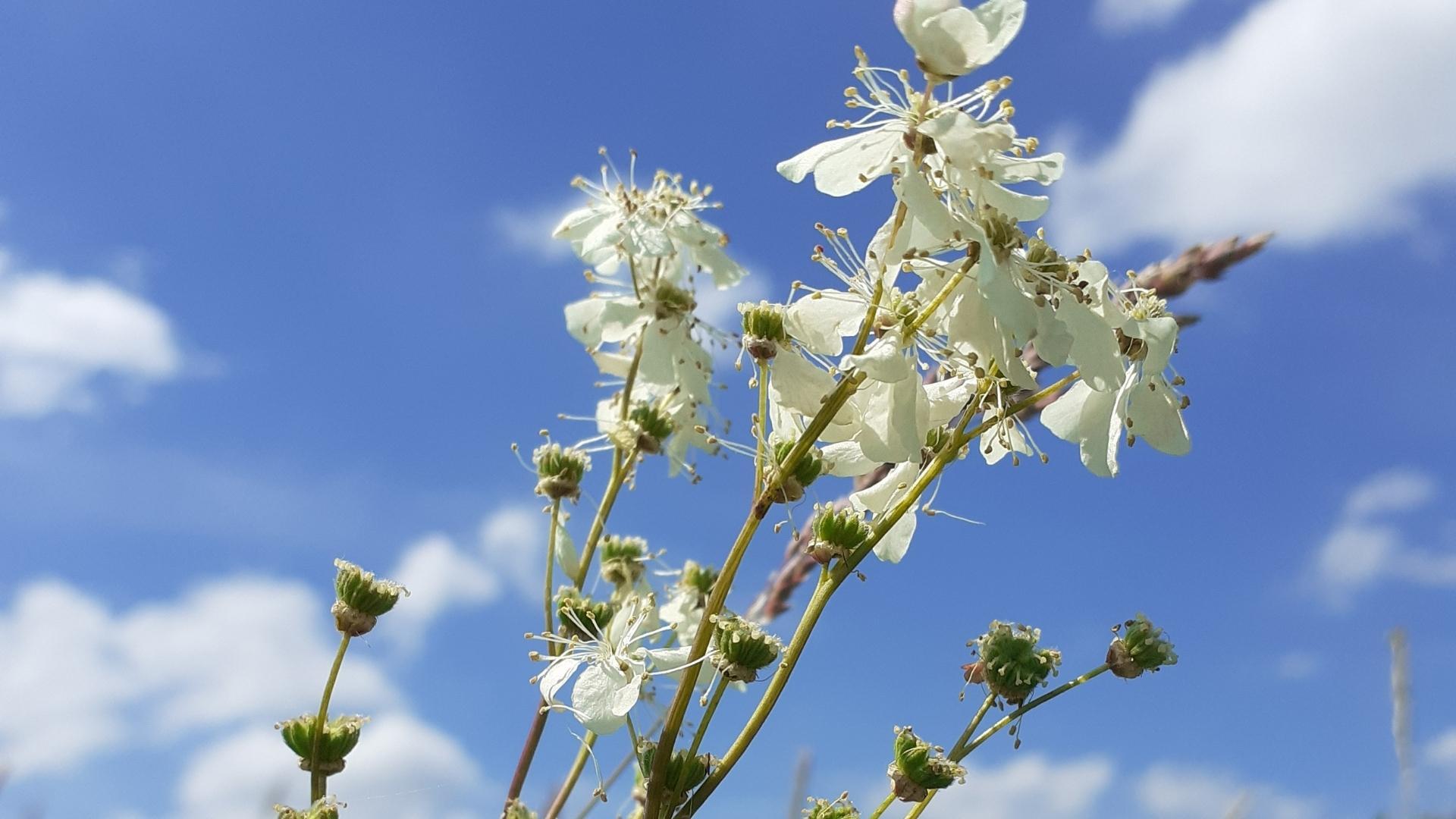 Dropwort against a blue sky