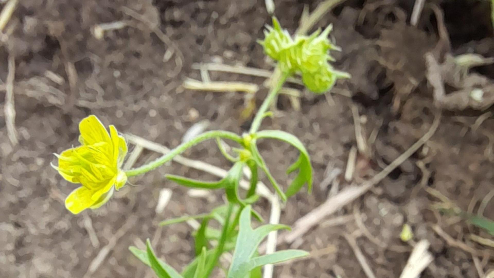 Corn buttercup with seed head