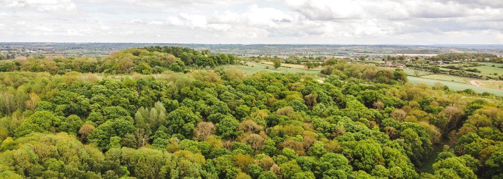 Aerial view of mature green trees in Alne Wood with views in the distance