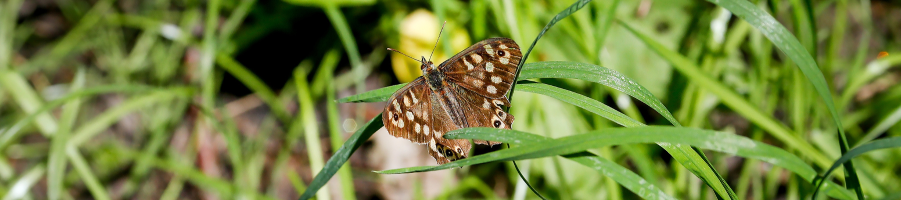 A butterfly in a meadow habitat
