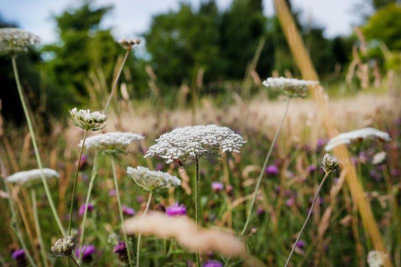 Close up of grassland in the Forest 