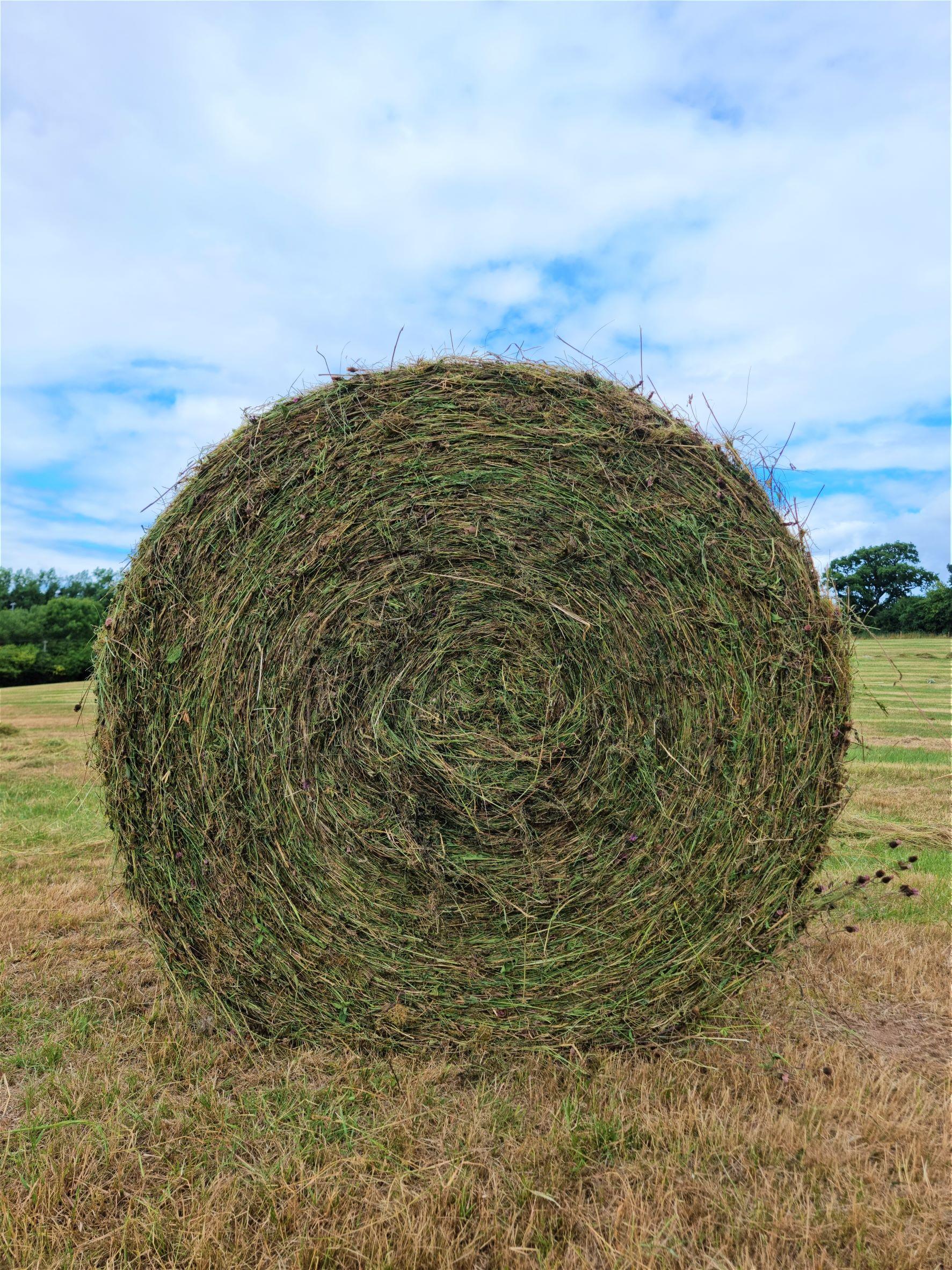 Green Hay in a barrel