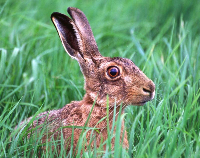 Close up of a brown hare in long grass