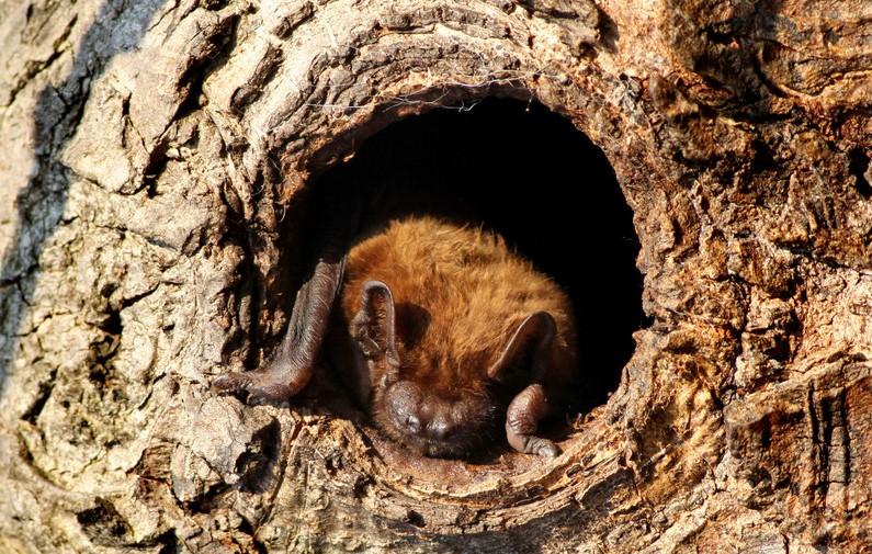 Noctule bat nesting in a hole in a tree trunk 