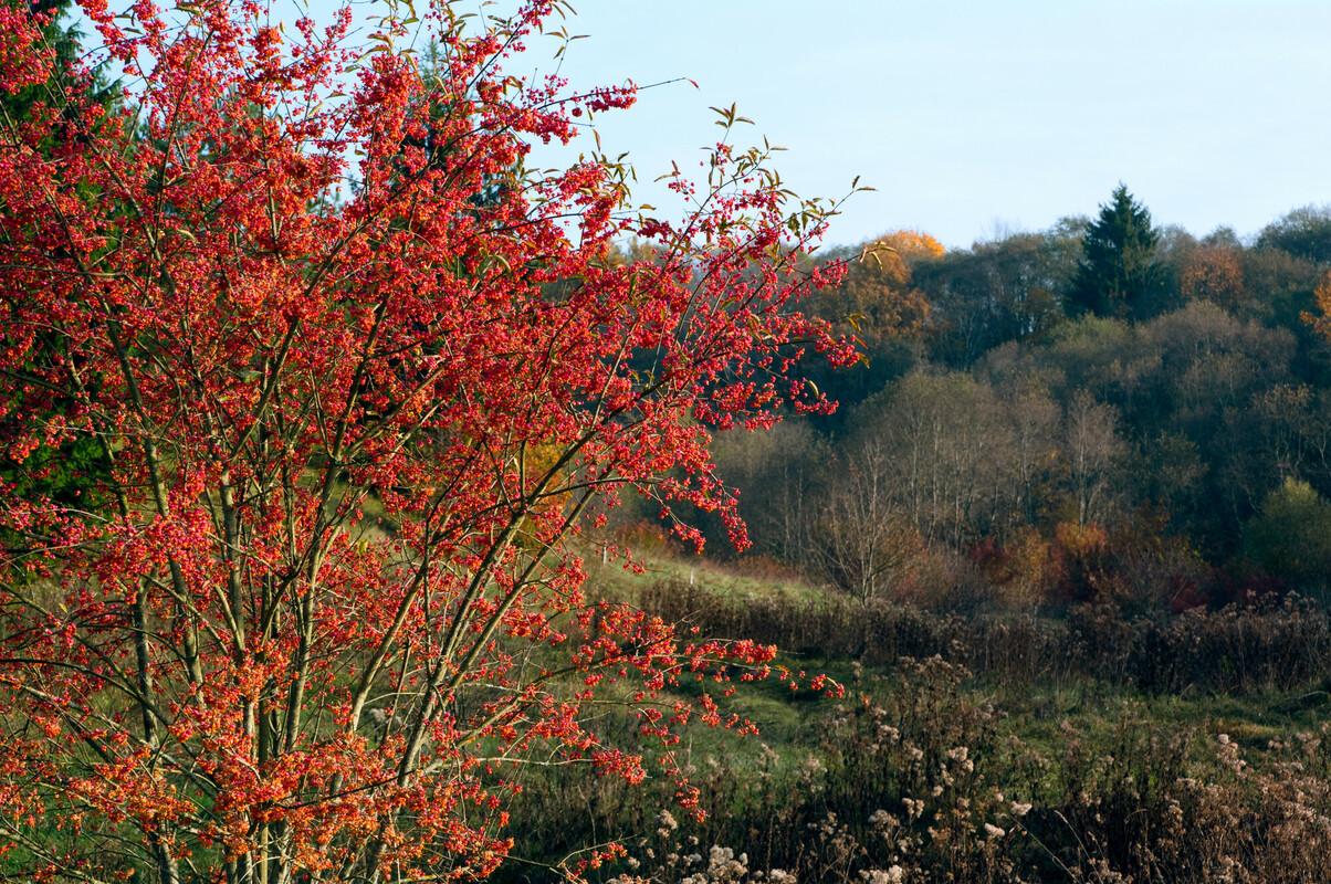 Spindle tree with red berries 