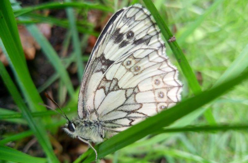 Close up of a marbled white butterfly resting on blades of grass