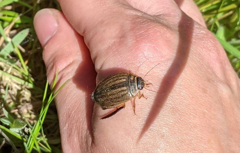 A diving beetle on the back of a hand 