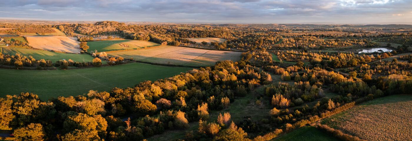 Aerial view of the Forest in the autumn 