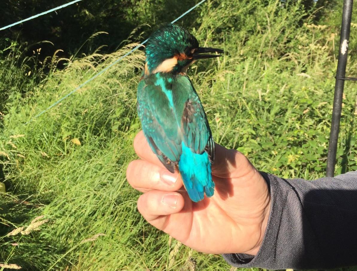 Kingfisher being ringed at the BioBlitz event