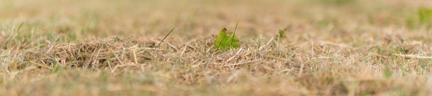 A leaf on short dry grass