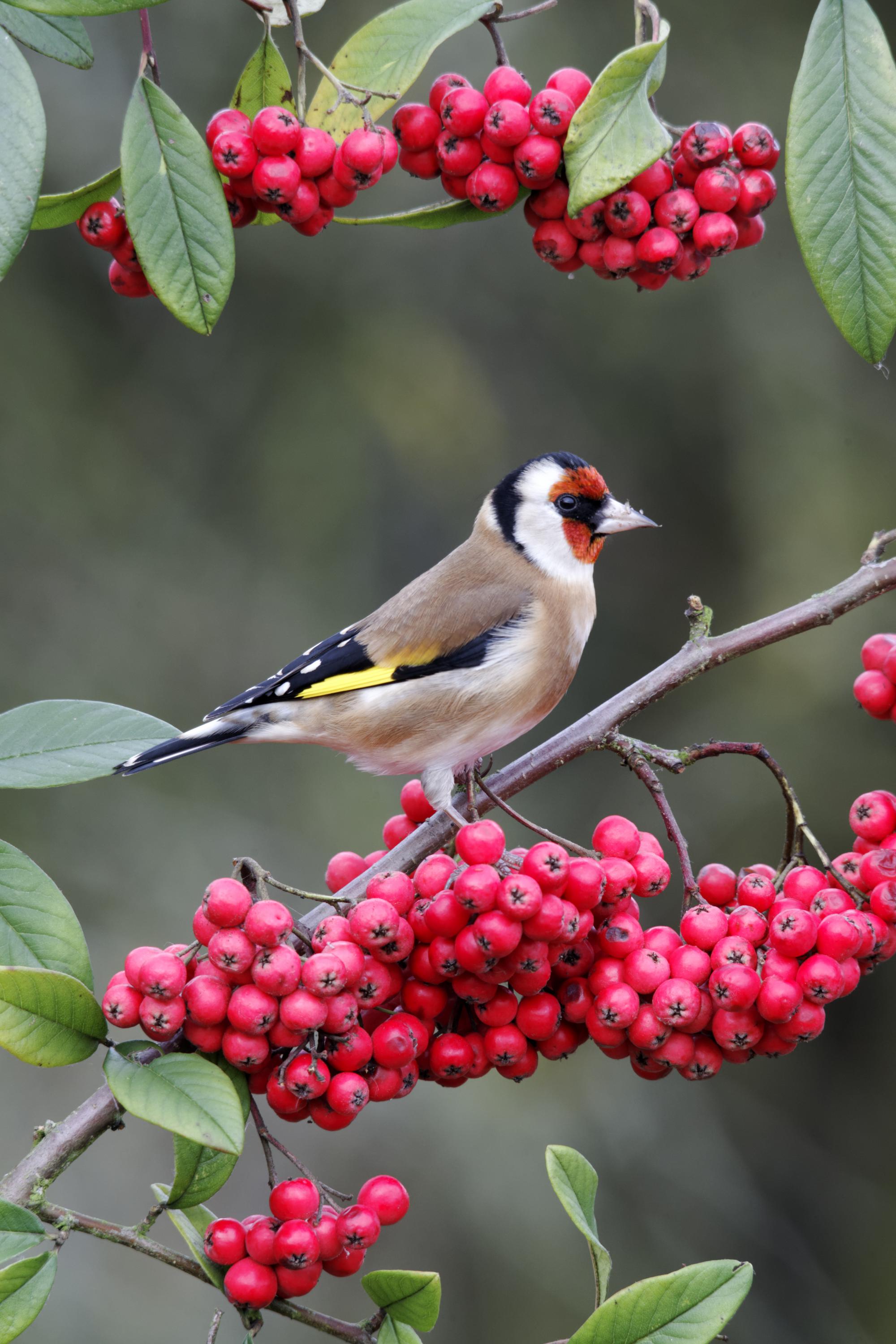Goldfinch, Carduelis carduelis, single bird on red berries - Shutterstock credit