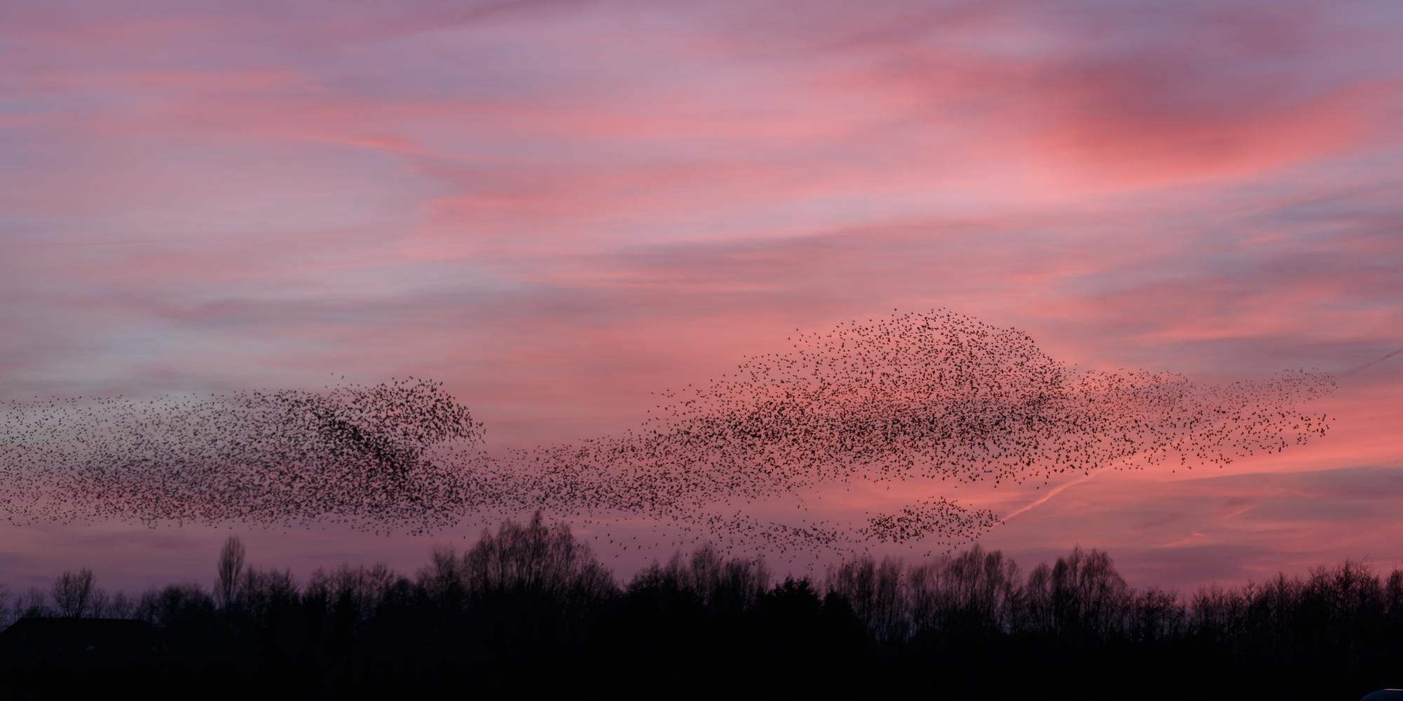 Murmuration of starlings at sunset over silhouetted trees - shutterstock credit