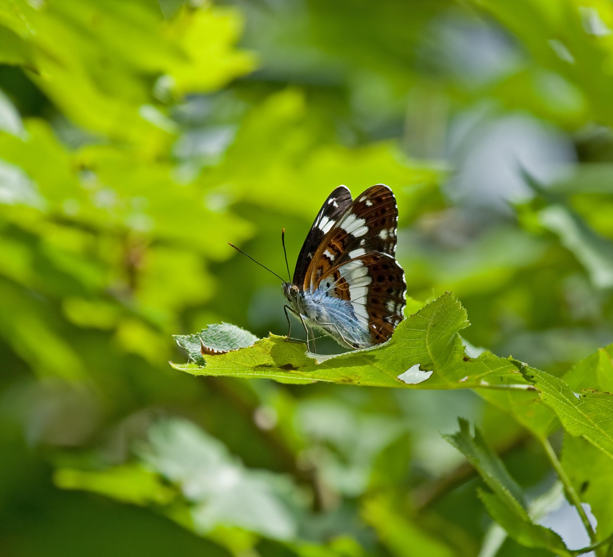 White admiral butterfly on a green leaf - shutterstock credit
