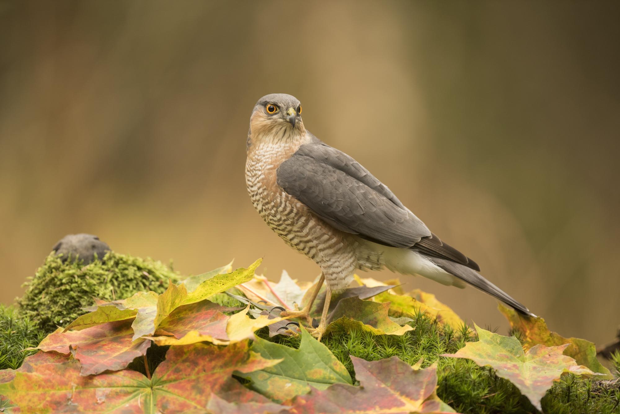 A sparrow hawk standing on autumnal leaves on the Forest floor - Shutterstock credit