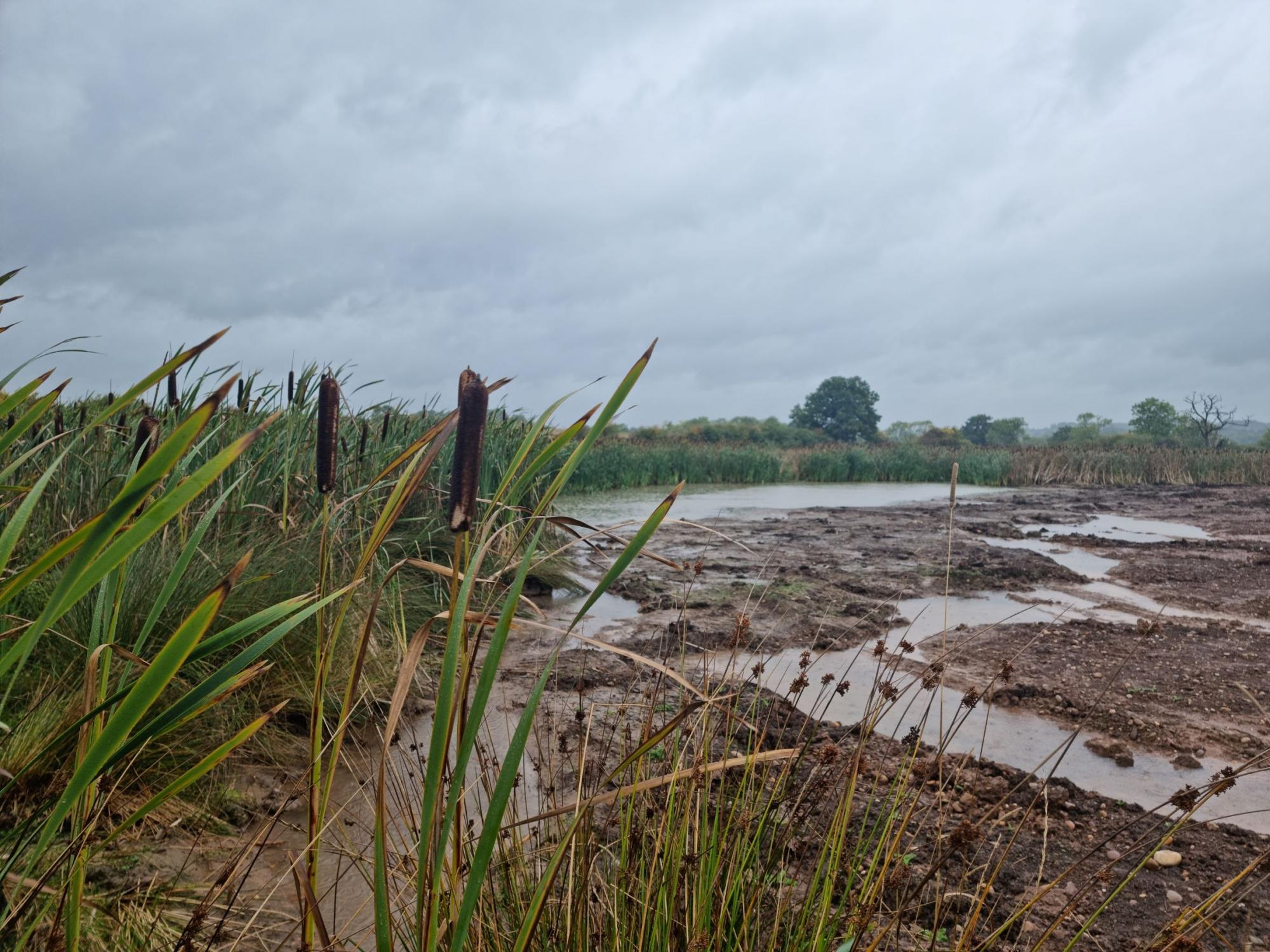 pond with reeds in the foreground on a rainy day at the Heart of England Netherstead site