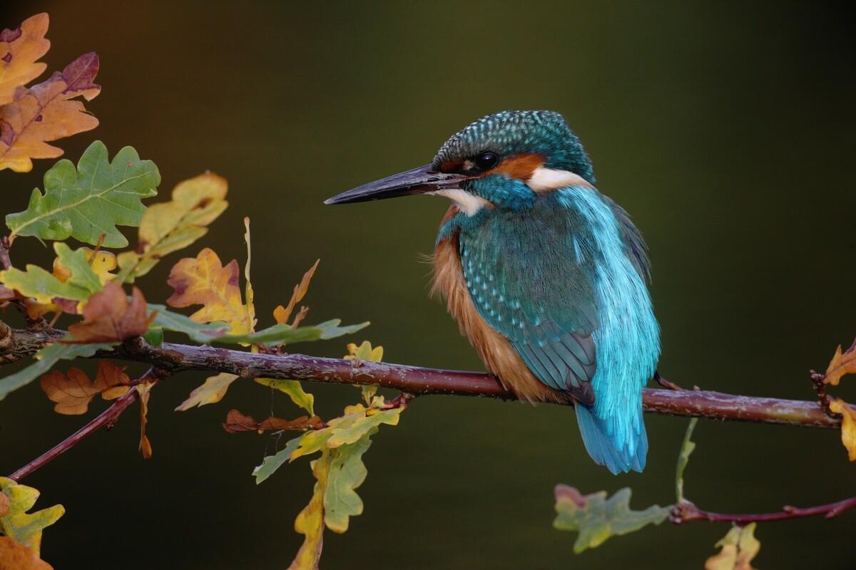 A kingfisher sitting on an oak branch.