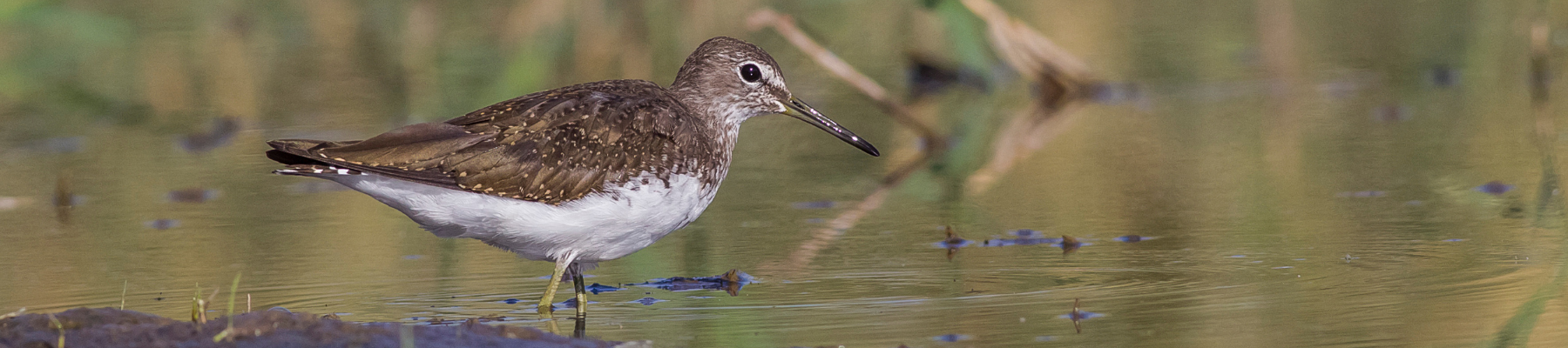 A wetland bird - Shutterstock image