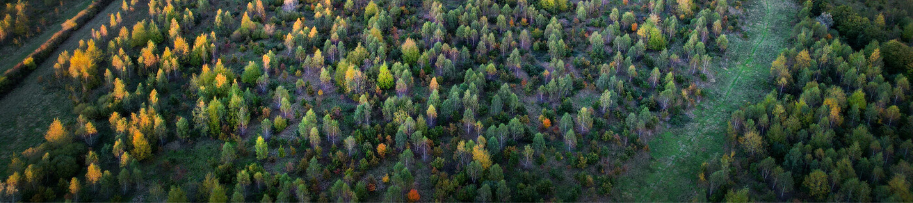 A bird's eye view of autumn trees over Middle Spernal