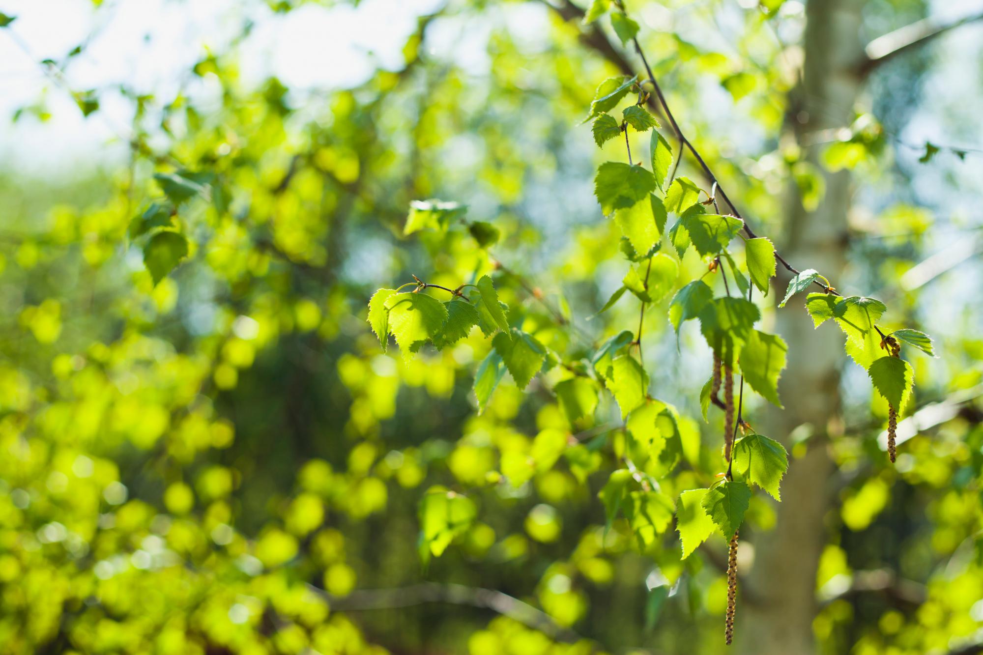 green birch leaves