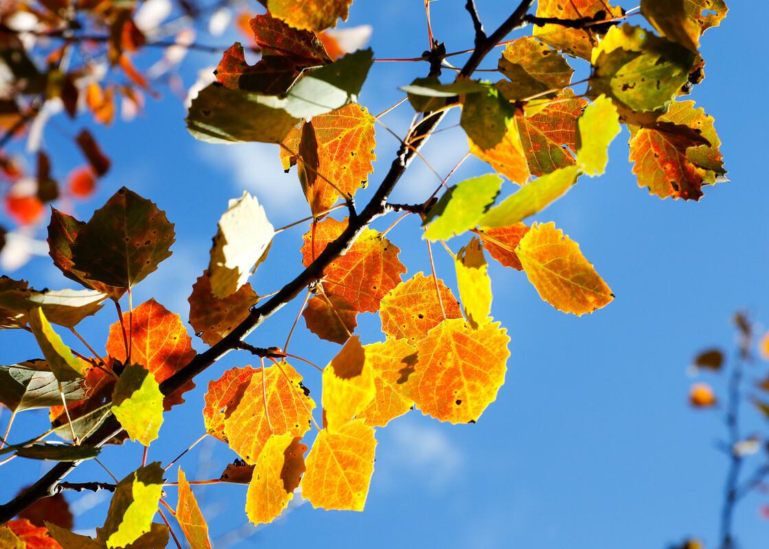 orange and yellow leaves of an autumnal aspen tree