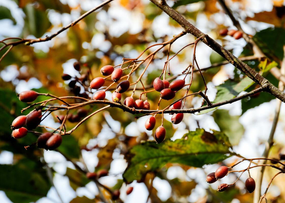 wild service berries